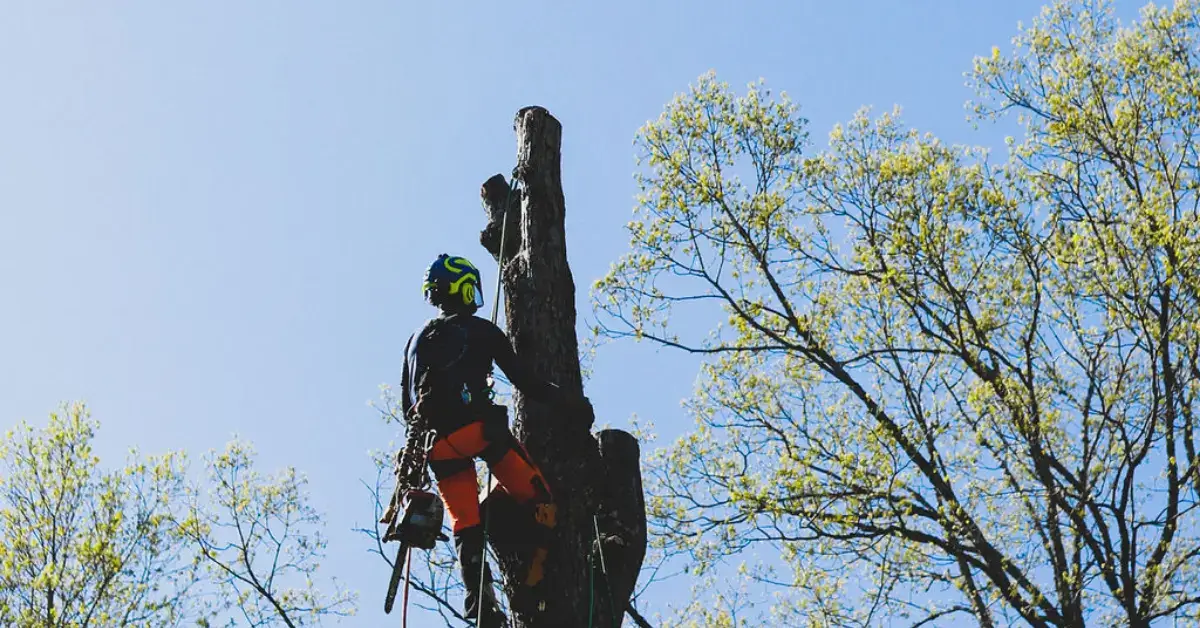 Overhead view of a harnessed arborist rappelling down a heavily pruned tree trunk against a bright blue sky while performing professional canopy pruning