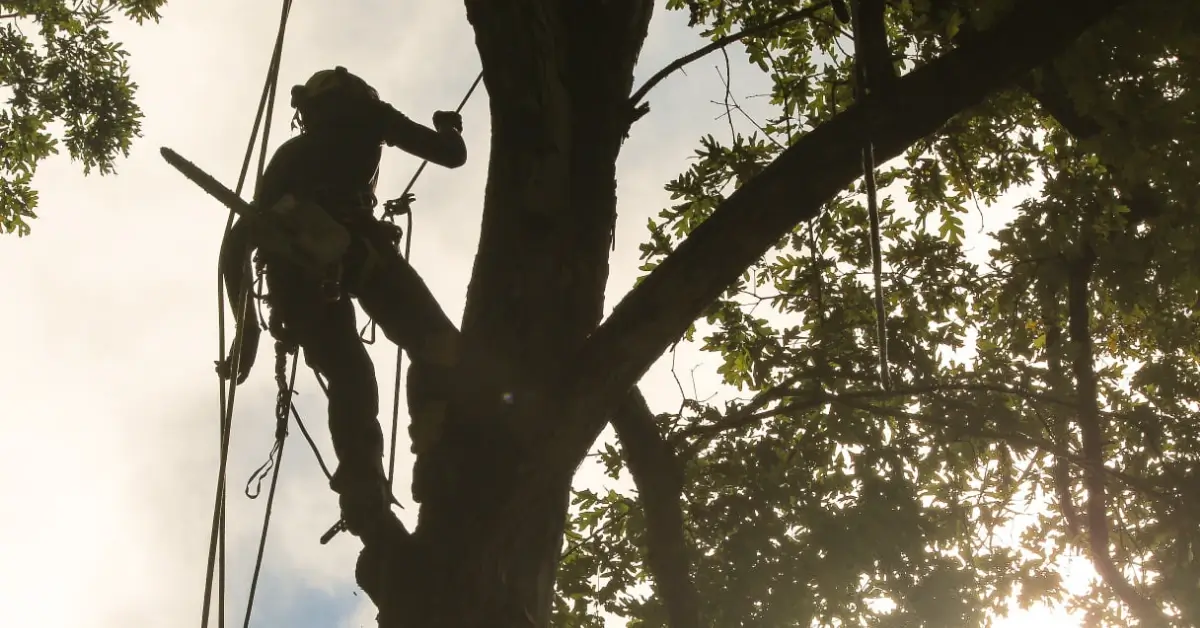 Certified arborist suspended on climbing ropes high in a mature, full-canopied tree at golden hour, the kind of healthy crown that depends on proper irrigation