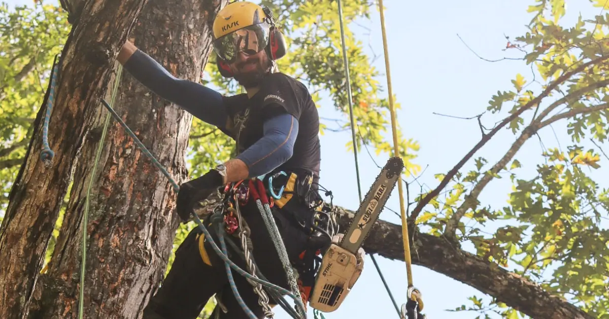 Arborist in a yellow hard hat and harness climbing the trunk of a large mature tree, the type of tree whose root system benefits from a ring of organic mulch