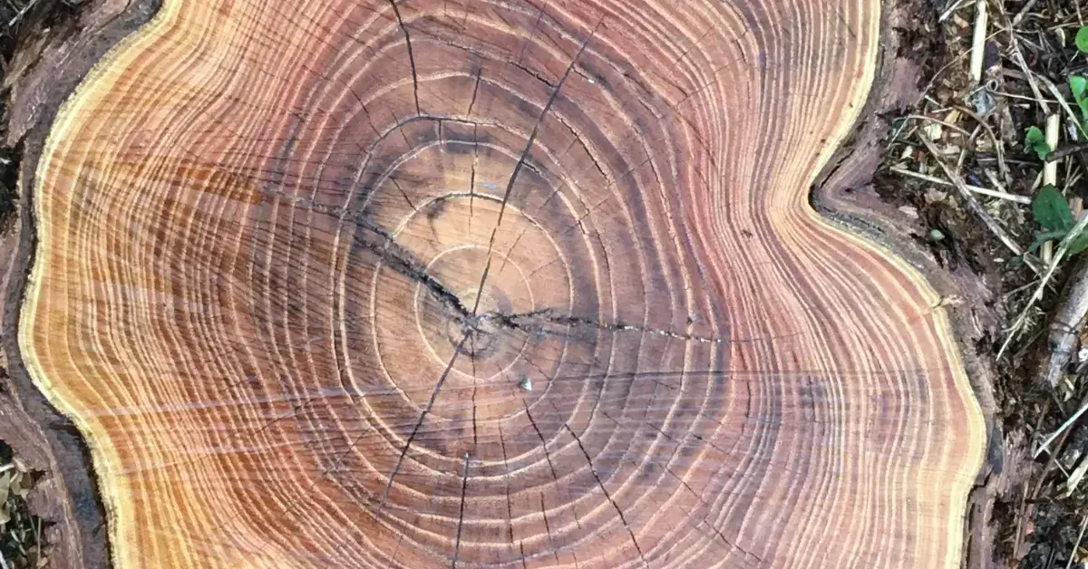 Freshly cut cross-section of a tree showing concentric growth rings with a measuring grid overlay, used to gauge trunk diameter and map the root zone radius