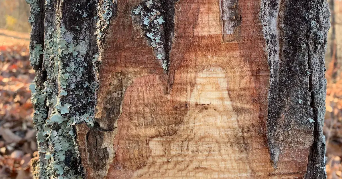 Close-up of a tree trunk with a strip of bark torn away exposing pale inner wood and patches of lichen, illustrating the kind of wound and damage that stresses Western North Carolina trees