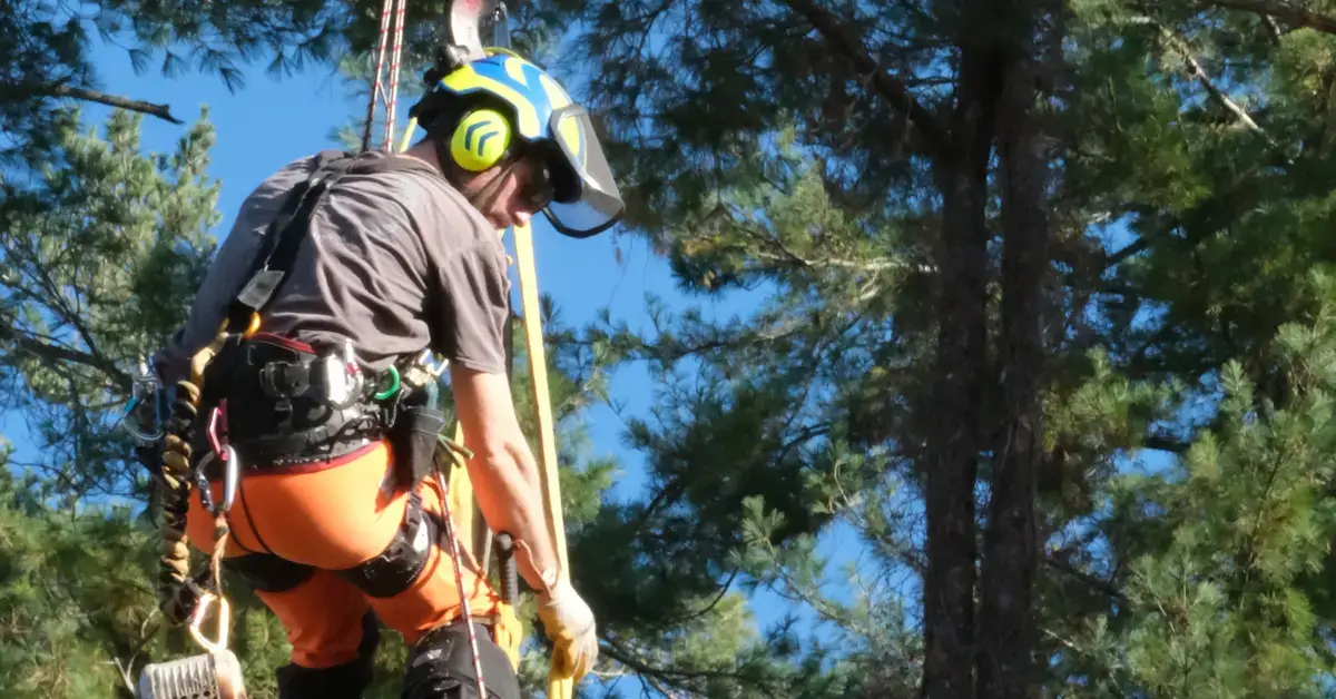 Arborist in full safety gear ascending a tall green conifer on ropes, carrying out the canopy care and tree-health treatments such as fertilization